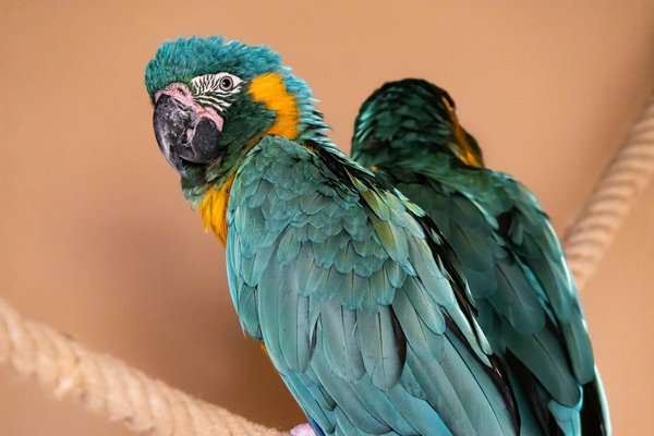 Essential Tips for Ensuring a Stress-Free Vet Visit for Your Cat