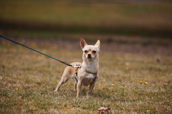Essential Guide to Safely Rehabilitating and Releasing Your Rescue Hedgehog into the Wild